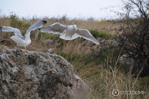 Цифровой зеркальный фотоаппарат Nikon D300