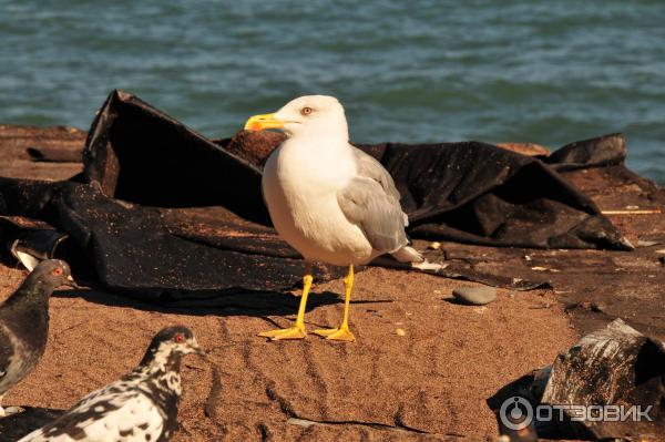 Цифровой зеркальный фотоаппарат Nikon D300