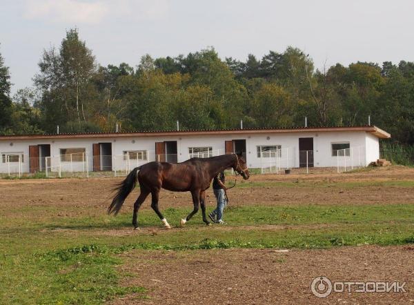 Предприятие по разведению лошадей. Конная школа роговская. Должанская катание на лошадях. Конеферма должанская. Конеферма чадыр лунга.