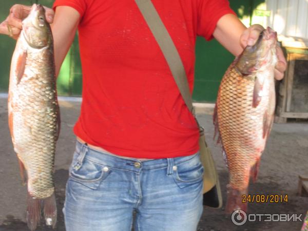 Леска Triada Carp Strong Master фото