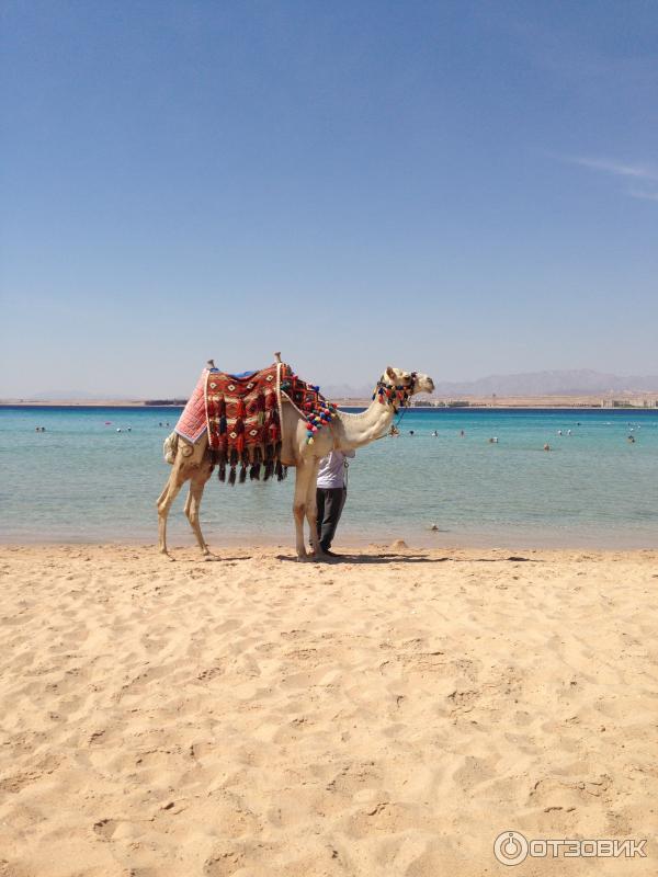 Отель Dessole Piramisa Sahl Hasheesh 5* (Египет, Хургада) фото