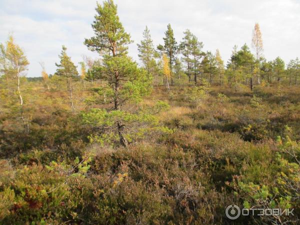 Национальный парк Раннаметса (Эстония, Пярну) фото