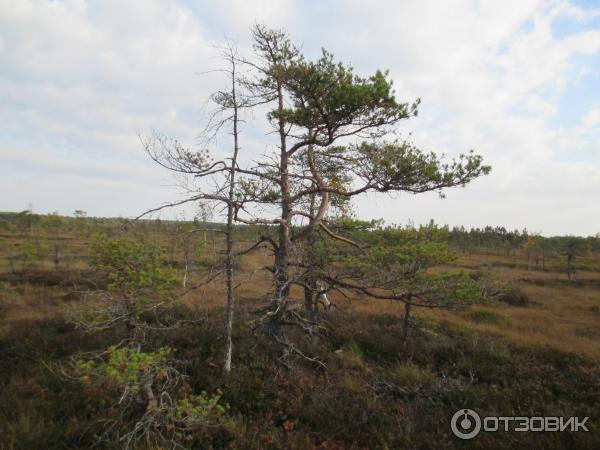 Национальный парк Раннаметса (Эстония, Пярну) фото