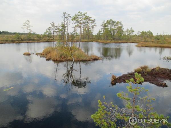 Национальный парк Раннаметса (Эстония, Пярну) фото