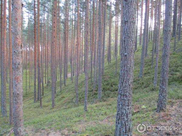 Национальный парк Раннаметса (Эстония, Пярну) фото