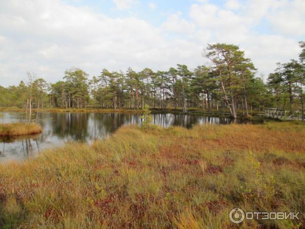 Национальный парк Раннаметса (Эстония, Пярну) фото