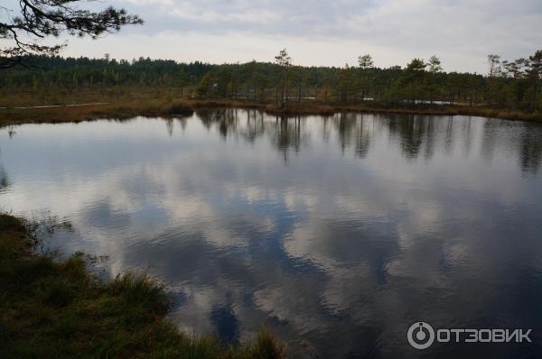 Национальный парк Раннаметса (Эстония, Пярну) фото