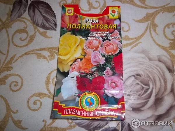 Полиантовая Роза Купить С Доставкой По России