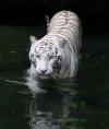 White Tigress