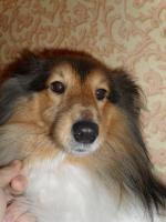 Порода собак "Шелти" фото