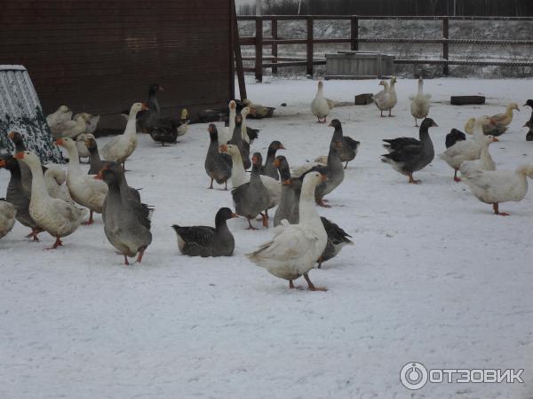 Парк отдыха Веслево фото