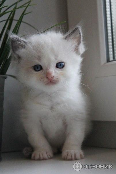 Порода кошек Рэгдолл фото
