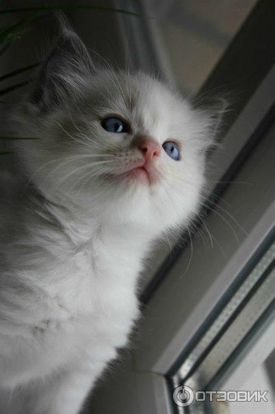 Порода кошек Рэгдолл фото