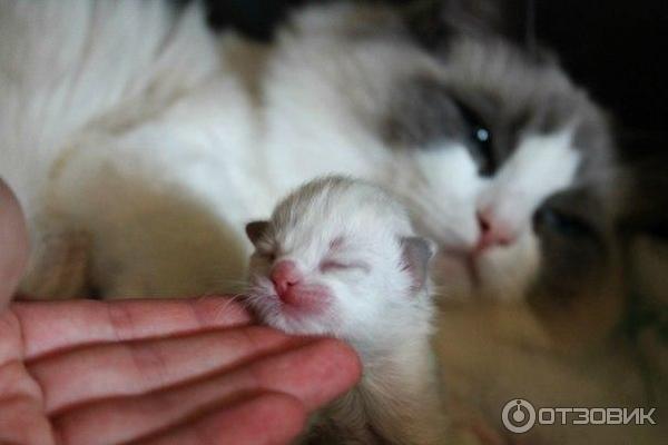 Аврора с мамой