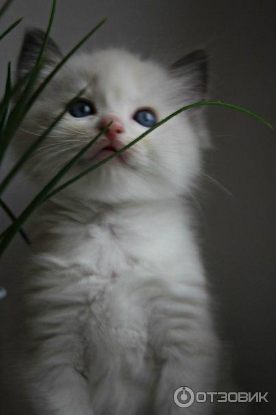 Порода кошек Рэгдолл фото