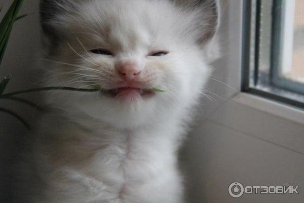 Порода кошек Рэгдолл фото