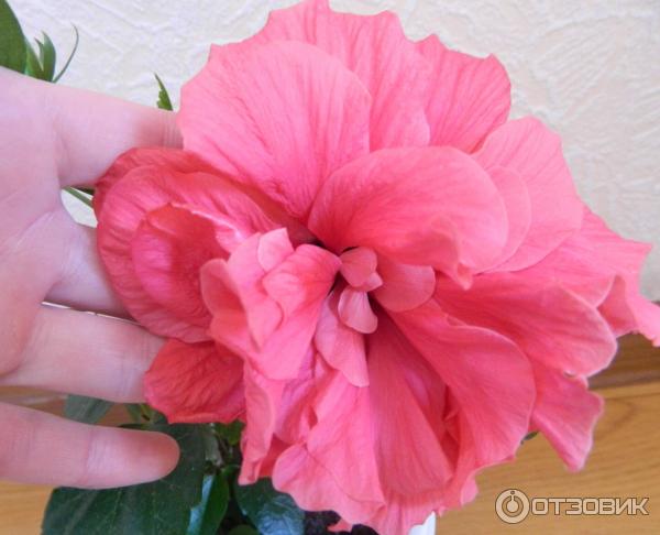Гибискус Китайская роза (свойства растений и уход) | VK