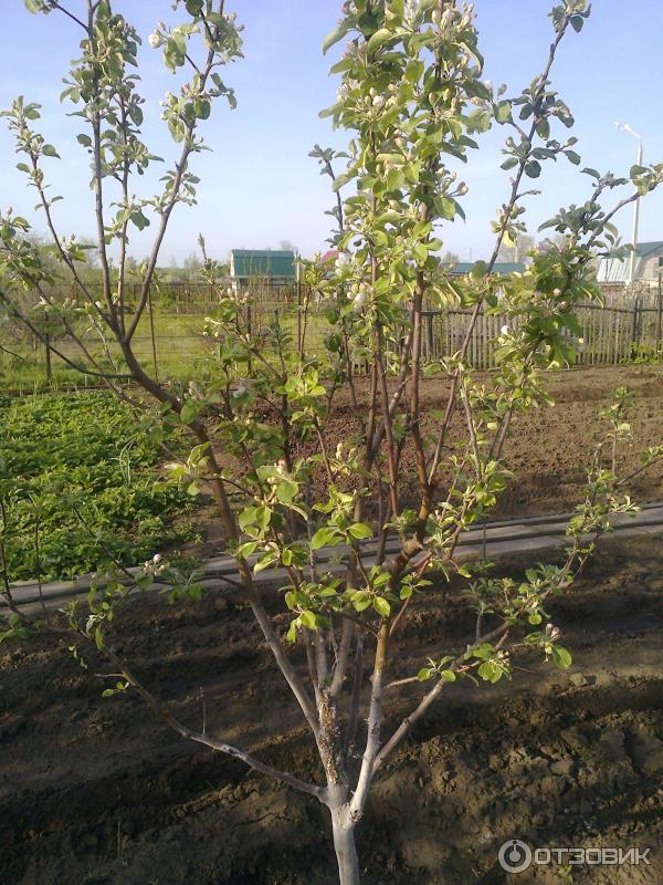 Сорт Яблок Беркутовка Фото