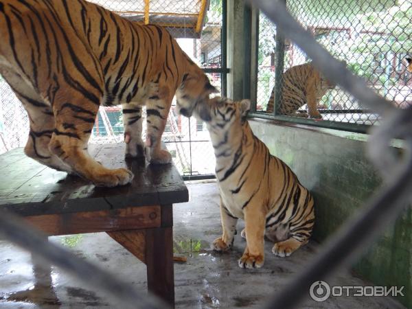 Тигриное королевство (Tiger kingdom) (Таиланд, о. Пхукет) фото