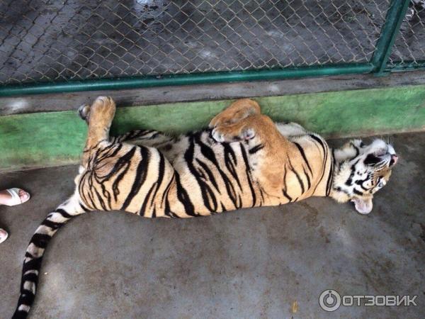 Тигриное королевство (Tiger kingdom) (Таиланд, о. Пхукет) фото