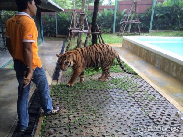 Тигриное королевство (Tiger kingdom) (Таиланд, о. Пхукет) фото