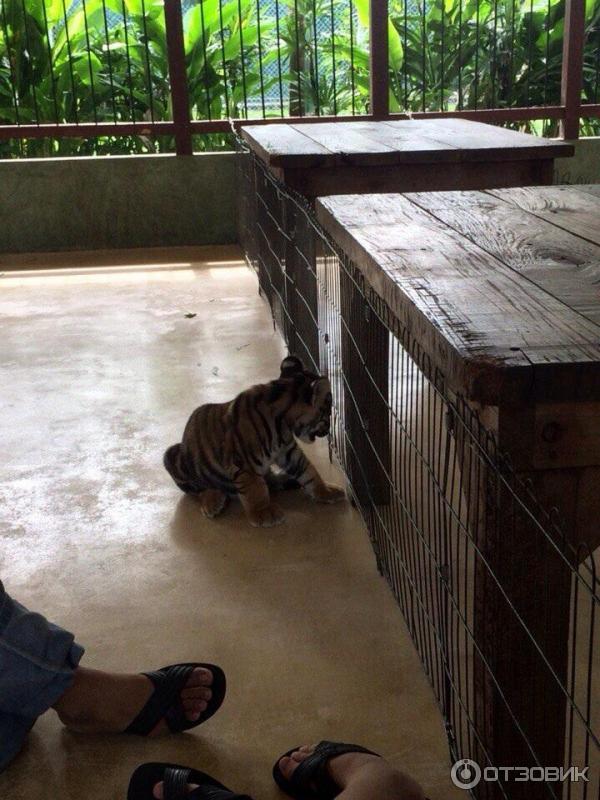 Тигриное королевство (Tiger kingdom) (Таиланд, о. Пхукет) фото