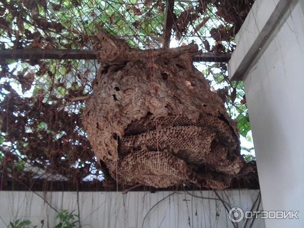 домик полезных пчел, ракурс второй