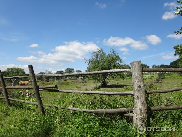 Ясная Поляна (Россия, Тульская область) фото