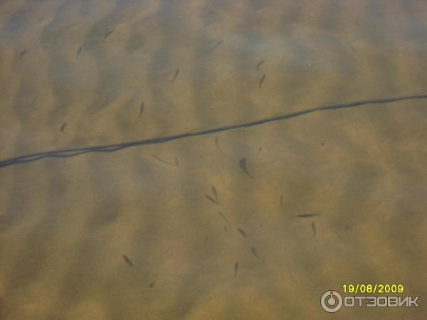 мальки в прозрачной воде