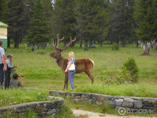 Путешествие по Горному Алтаю (Россия, Алтай) фото