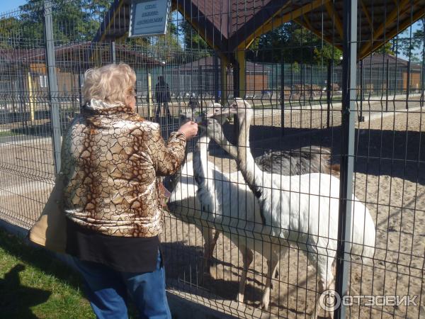 Резиденция 4 президента Украины Виктора Януковича Межигорье (Украина, Новые Петроцы) фото