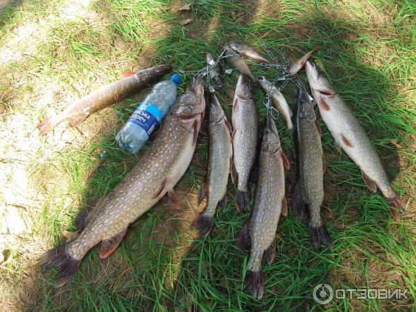 Воблеры Salmo Perch фото