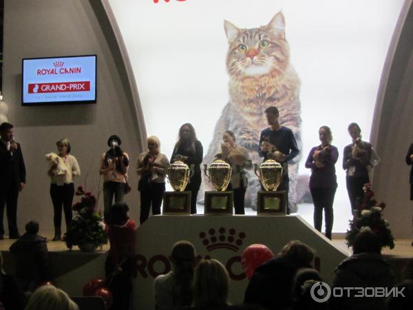 Выставка кошек в Крокус Экспо (Москва) Гран При Royal Canin 2014 фото