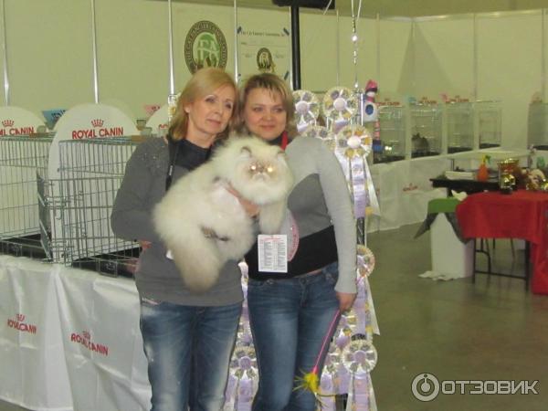 Выставка кошек в Крокус Экспо (Москва) Гран При Royal Canin 2014 фото