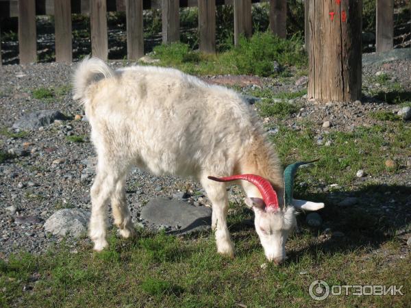 Отдых в Онгудайском районе Горный Алтай фото