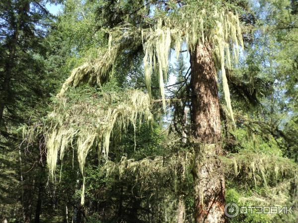 Отдых в Онгудайском районе Горный Алтай фото