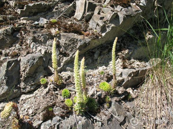 Отдых в Онгудайском районе Горный Алтай фото