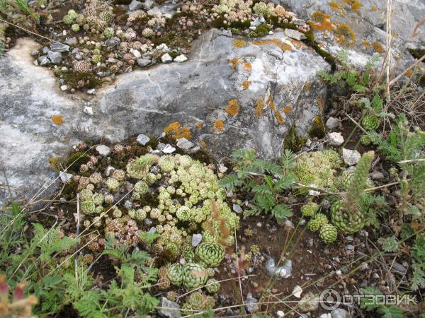 Отдых в Онгудайском районе Горный Алтай фото