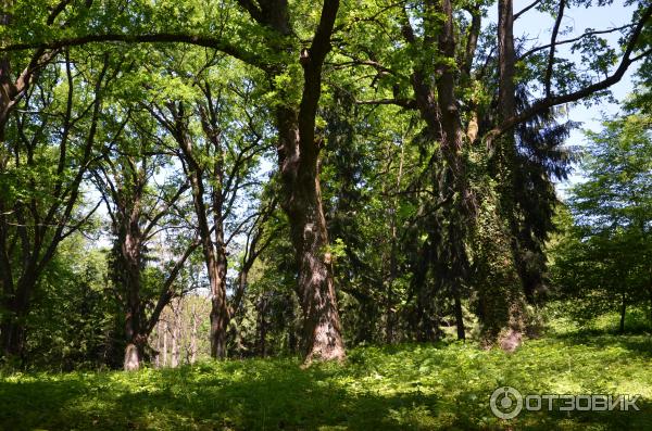 Замок графа Шенборна (Украина, Закарпатская обл.) фото